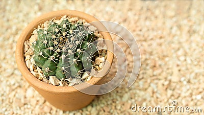 Close up of shaped cactus. Stock Photo