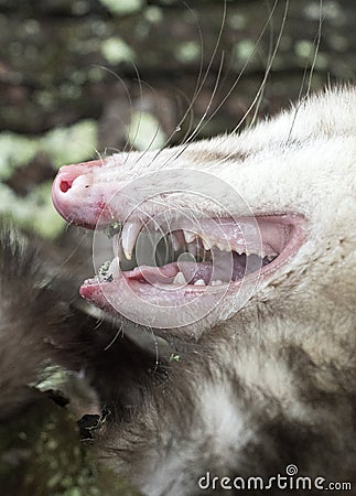 Close up of Virginia Opossum teeth sharp canines Stock Photo