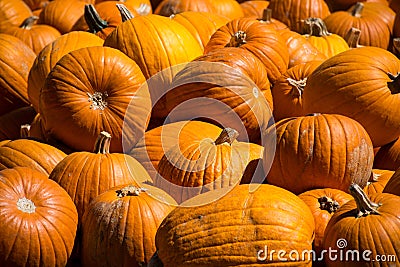 Close Up Sharp Focus on Pumpkins in the Front of a Massive Pile of Pumpkins for Halloween Stock Photo