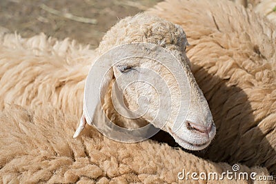 Close up of Sheep face Stock Photo