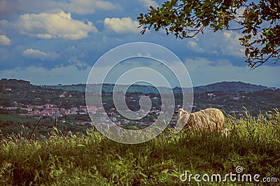 Close-up of sheep with fields and hills Stock Photo