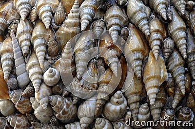 Close up of shells wall Stock Photo