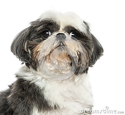 Close up of a Shih Tzu, isolated Stock Photo