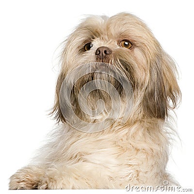 Close-up of Shih Tzu, 3 years old Stock Photo