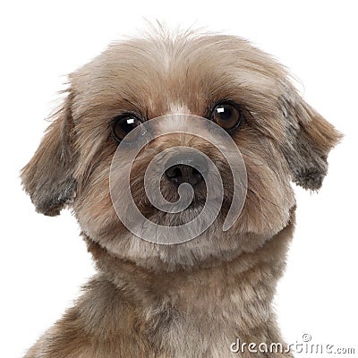 Close-up of Shih tzu, 5 years old Stock Photo
