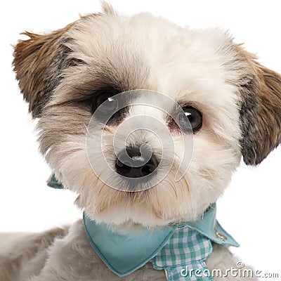 Close-up of Shih Tzu, 8 months old Stock Photo