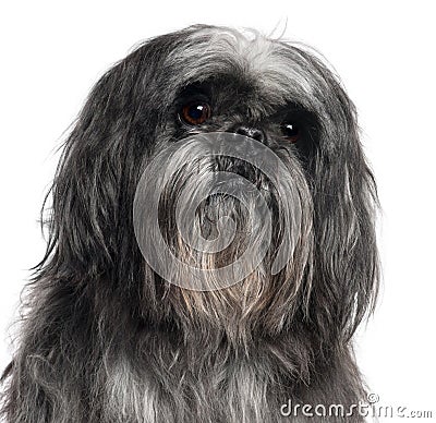 Close-up of Shih Tzu, 9 years old Stock Photo