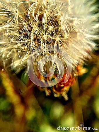 Dandelion star Stock Photo