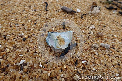 Close up of shiny shell shard with golden sand in background Stock Photo