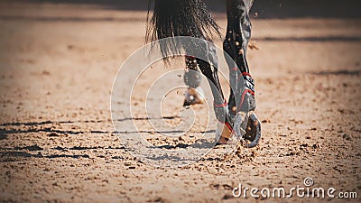 Close-up of the shod hooves of a black elegant horse with a long tail, which quickly runs at a gallop on a sandy arena Stock Photo