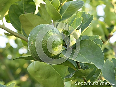 Close up shoot of lime on a lime tree Stock Photo