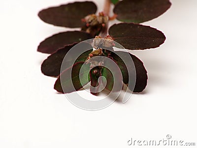 Close up shoot of Prostrate Spurge plants Stock Photo