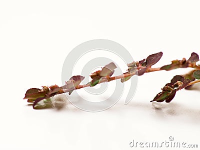 Close up shoot of Prostrate Spurge plants Stock Photo