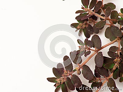 Close up shoot of Prostrate Spurge plants Stock Photo