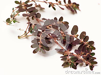 Close up shoot of Prostrate Spurge plants Stock Photo