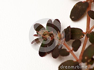 Close up shoot of Prostrate Spurge plants Stock Photo