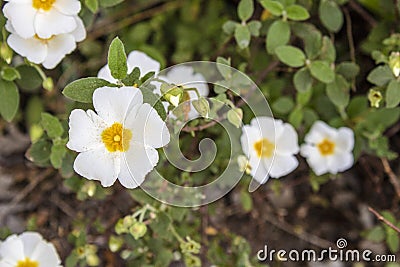 Close-up shoot of Salvia cistus flower Stock Photo