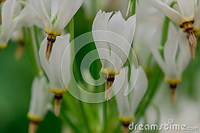 Close-up of Shooting Star (Dodecatheon meadia Stock Photo