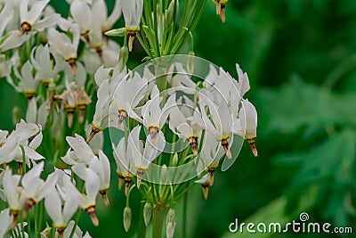 Close-up of Shooting Star (Dodecatheon meadia Stock Photo