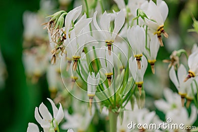 Close-up of Shooting Star (Dodecatheon meadia Stock Photo