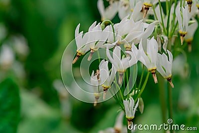 Close-up of Shooting Star (Dodecatheon meadia Stock Photo