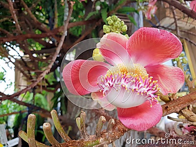 Close up of shorea robusta flowers or Sala flora on tree Stock Photo