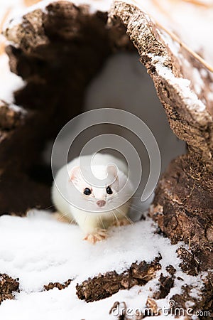 Close-up of short tailed weasel Stock Photo