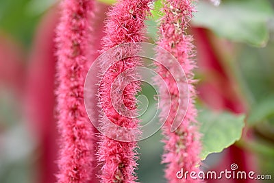 Close-up shot of Acalypha flowers with a blurry background Stock Photo