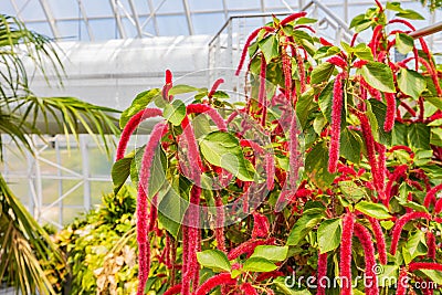 Close up shot of Acalypha hispida blossom Stock Photo