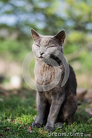 Close up shot of an adorable resting grey kitty in a blurry background Stock Photo