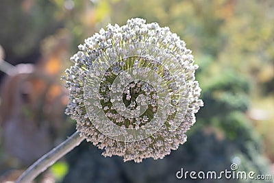 Allium Puff 2 Stock Photo