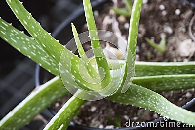 Close Up Shot Of An Aloe Vera Plant Stock Photo