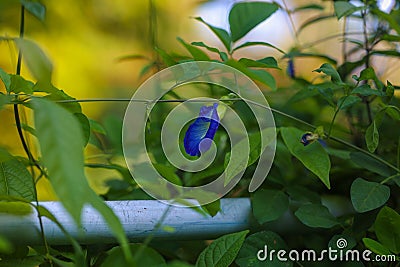 Close-up shot of an Asian pigeonwing growing in a garden Stock Photo