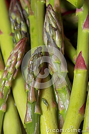 Close up shot of Asparagus heads Stock Photo