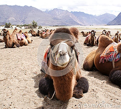 Close-up shot of a Bactrian species of double humped camel Stock Photo