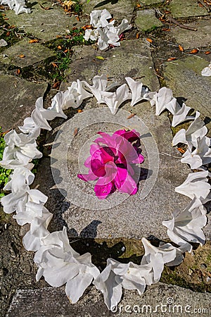 Close up shot of the beautiful Azalea flower form a heat shape figure Stock Photo