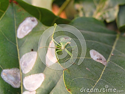 Close up shot of beautiful bush crickets Stock Photo