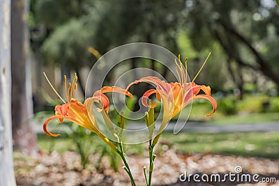 Close up shot of beautiful daylilies Stock Photo