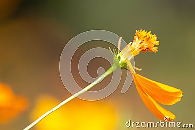 Shot of a beautiful Longhorn Bee perched atop a vibrant Cosmos wildflower, with a blurred background Stock Photo