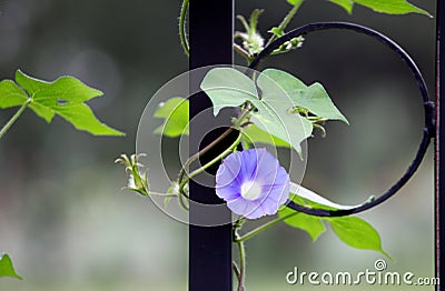 Close up shot of beautiful morning glories.. Stock Photo