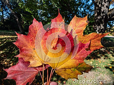 Close-up shot of big maple leaves in the hand in autumn in sunlight. Maple leaf changing colours from green to yellow, orange, red Stock Photo