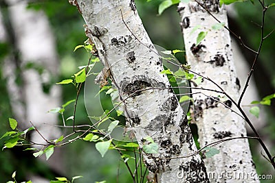 Close-up shot of the birch tree Stock Photo
