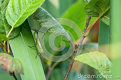 Close-up shot of a black-kneed meadow katydid resting on a green leaf Stock Photo