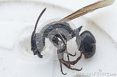 Close up shot of black polyrhachis ant with wing Stock Photo