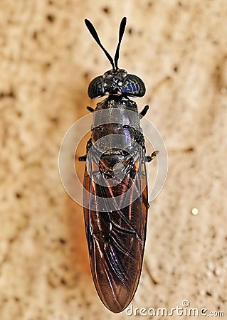 Close-up shot of a black soldier fly, Hermetia illucens Stock Photo