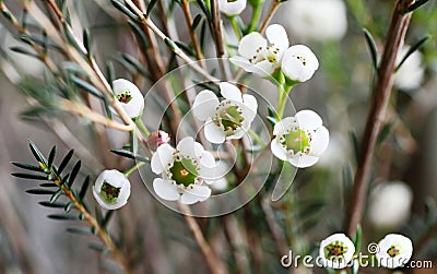 Close-up shot of a blooming wintersweet flower and buds.. Stock Photo