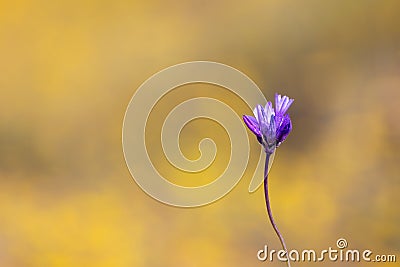 Close up shot of Blue dicks flower in poppy fields Stock Photo