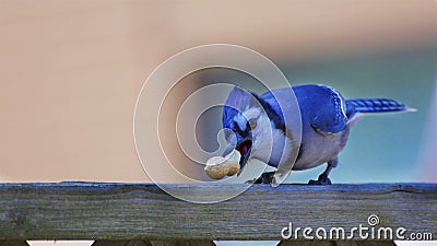 A beautiful bluejay picking up a peanut Stock Photo