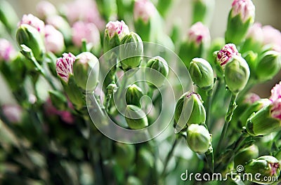 Close-up shot of a bouquet of budding purple carnation buds. Stock Photo