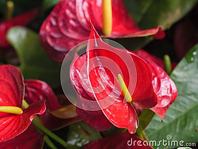 Close-up shot bouquet of a fresh and natural colorful tropical Anthurium flower Stock Photo